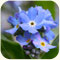 forget-me-not