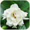 gardenia